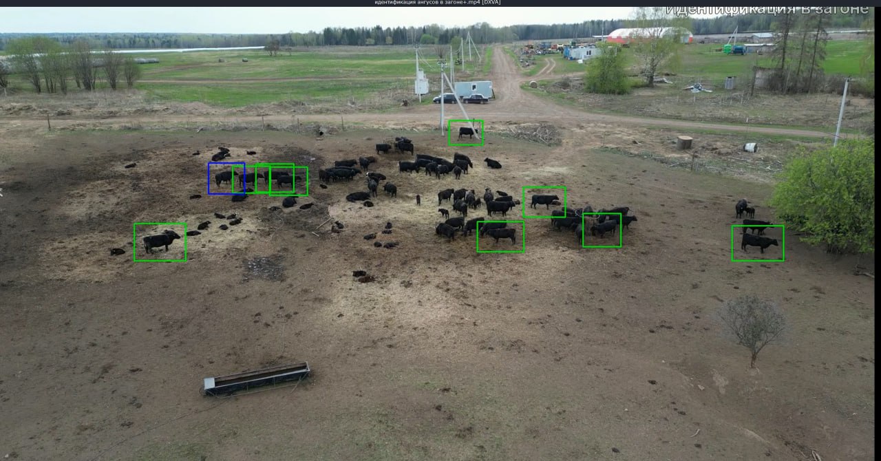 Аэрофотосъёмка стада в загоне — демонстрация детекции объектов